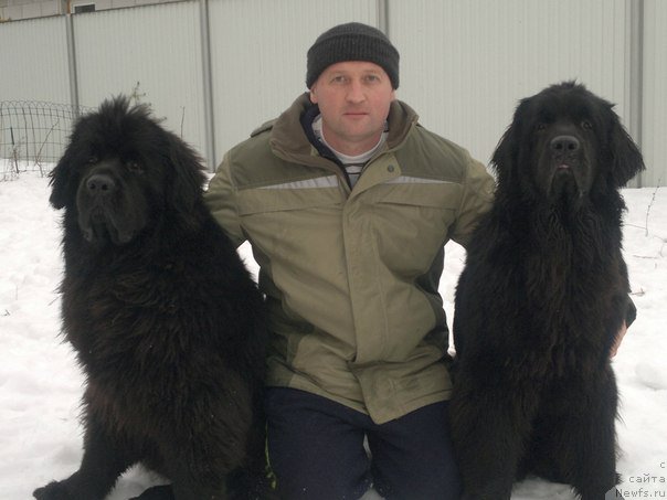Фото: ньюфаундленд Черный Шарм Бонифаций, Миша, ньюфаундленд Walking Under Starlight Nuo Ozo Kalvu