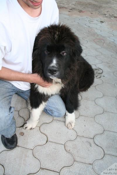 Фотография № 16268