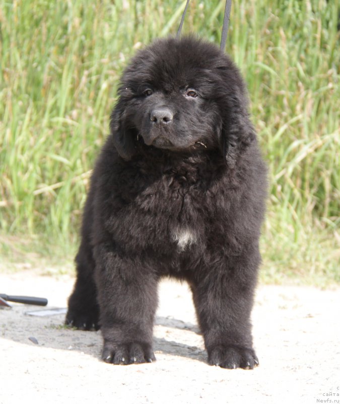 Фото: ньюфаундленд Акватория Келвин Яхтсмен