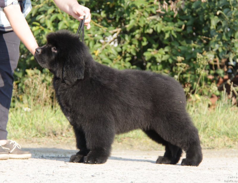 Фото: ньюфаундленд Акватория Келвин Юз оф Мэджик Спирит (Aquatoriya Kelvin Yuse of Magic Spirit)
