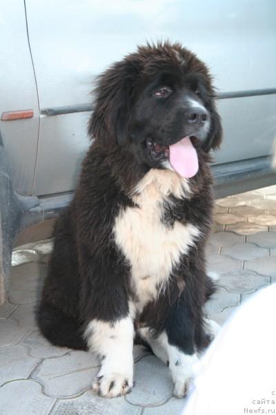 Фото: ньюфаундленд Питерньюф Жиган Лимон