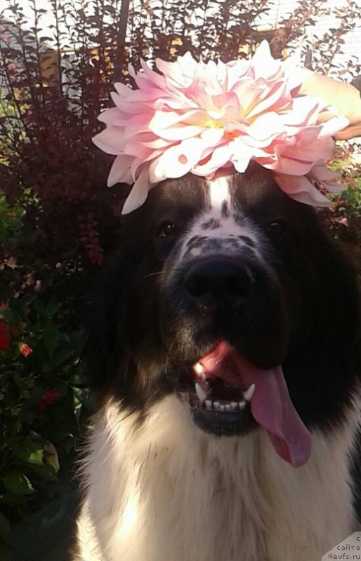 Фото: ньюфаундленд Флюфи Аваланч Парадокс