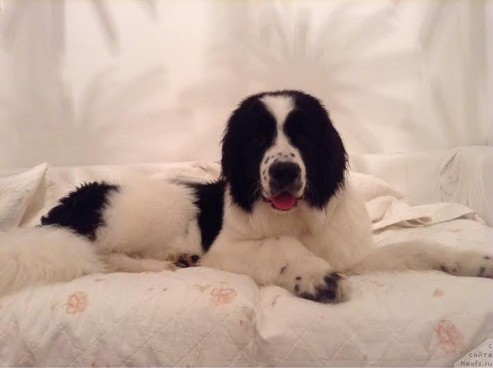 Фото: ньюфаундленд Флюфи Аваланч Премьера