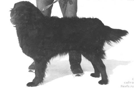 Фото: ньюфаундленд Ренна Финчли