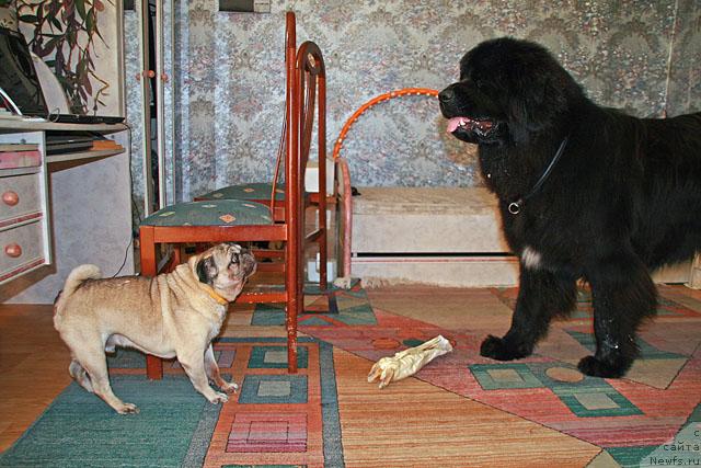 Фото: ньюфаундленд Потап Фидель