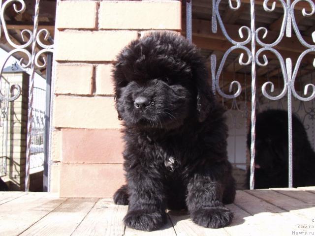 Фото: ньюфаундленд Аким из Волотова (Akim iz Volotova)