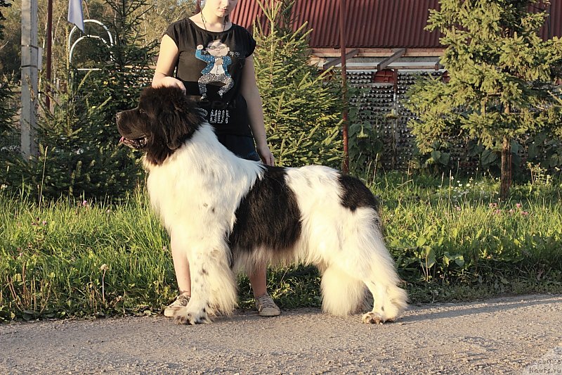 Фото: ньюфаундленд Callistos Blitzen