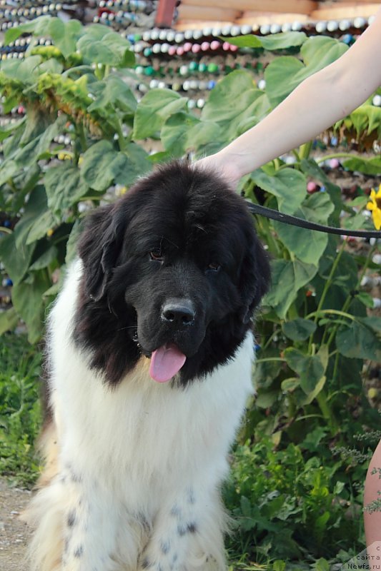 Фото: ньюфаундленд Callistos Blitzen