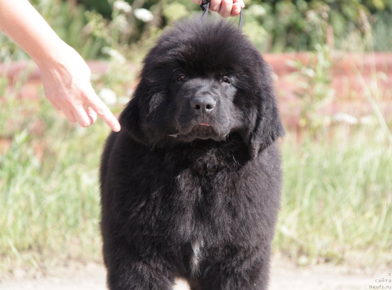 Фото: ньюфаундленд Акватория Келвин Юралз Грэйт (Aquatoriya Kelvin Yurals Great)