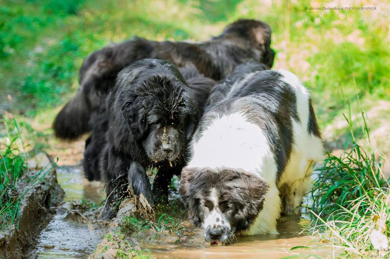 Фотография № 162719