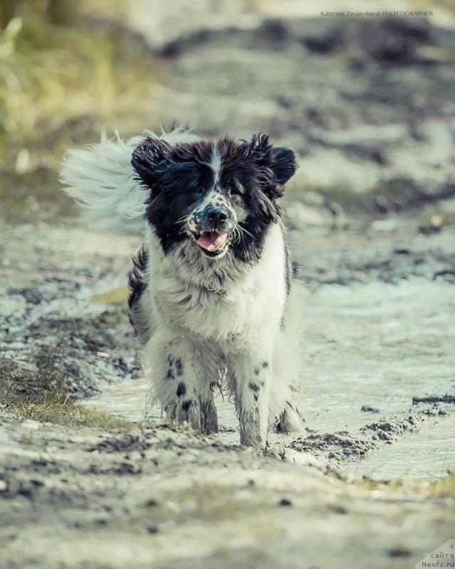 Фотография № 162720