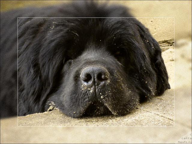 Фото: ньюфаундленд Юган с Тоянова Городка (Ygan s Toyanova Gorodka)