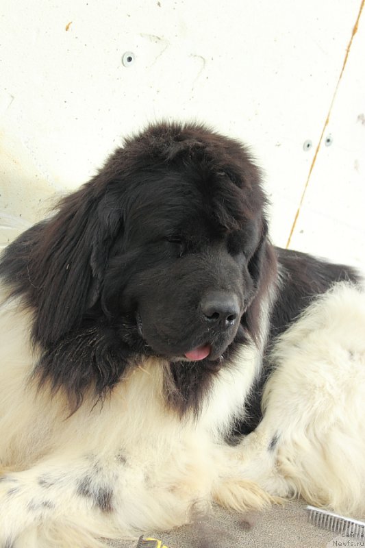Фото: ньюфаундленд Callistos Blitzen