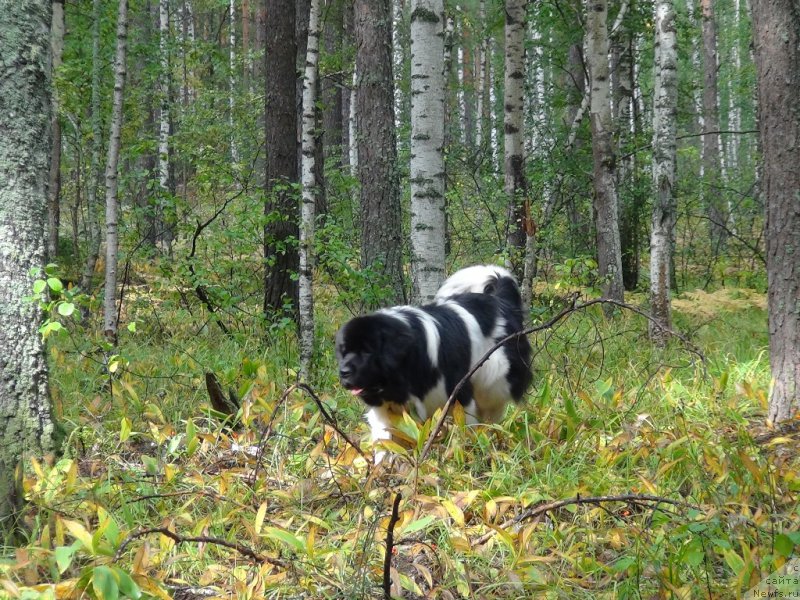 Фотография № 162734