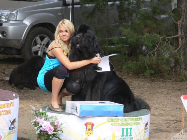 Фото: ньюфаундленд О Блек Диамонд Литтл Беар (O Black Diamond Little Bear)