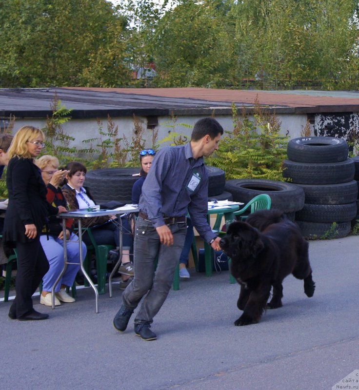 Фото: ньюфаундленд Смигар Лав Стори (Smigar Love Story), Александр Коротков