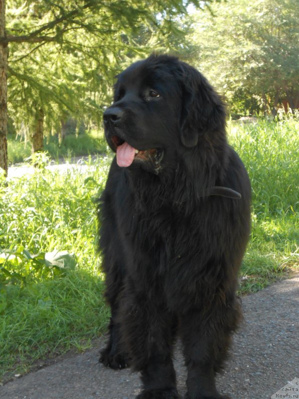 Фото: ньюфаундленд Аквиан Сонг Нострадамус