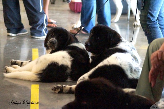 Фото: ньюфаундленд Сент Джонс Донна Саммер (Sent Djons Donna Summer), ньюфаундленд Сент Джонс Интрига