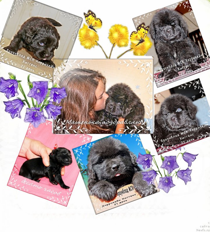 Фото: ньюфаундленд Браунблад МСК Харрикейн Хиггенс (Brownblood MSK Harricane Higgins), Мария Шмелева