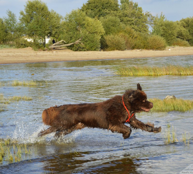 Фото: ньюфаундленд I Follow The Sun de L'Etoile de Cyrice