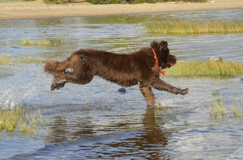 Фото: ньюфаундленд I Follow The Sun de L'Etoile de Cyrice