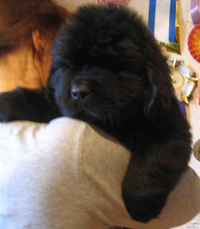 Фото: ньюфаундленд Форвард из Племени Кедра