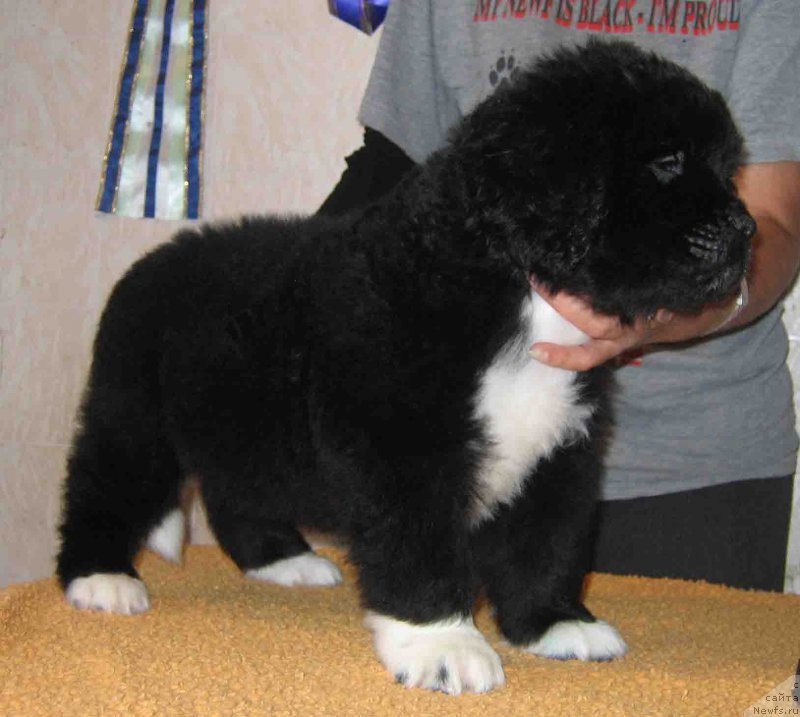 Фото: ньюфаундленд Фандорин из Племени Кедра