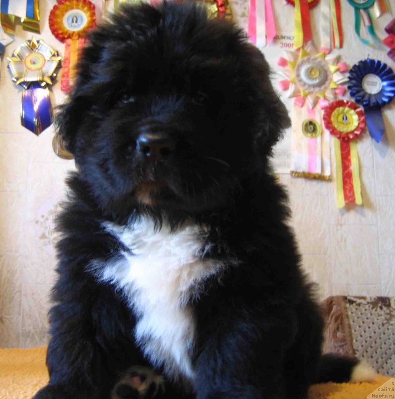 Фото: ньюфаундленд Фарли Моуэт из Племени Кедра