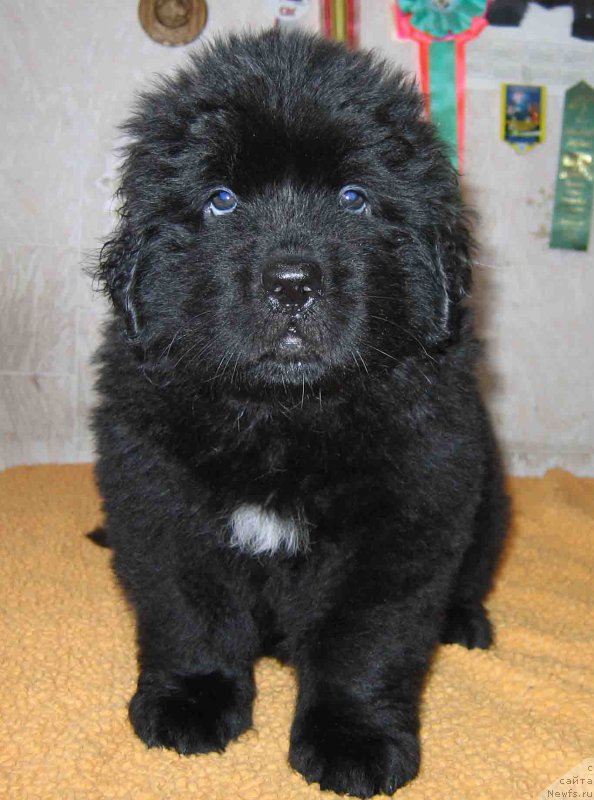 Фото: ньюфаундленд Фаина из Племени Кедра