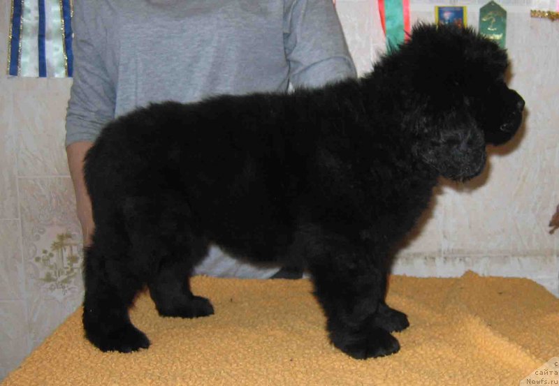 Фото: ньюфаундленд Фелиция из Племени Кедра