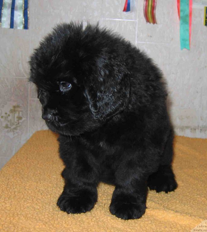 Фото: ньюфаундленд Фелиция из Племени Кедра