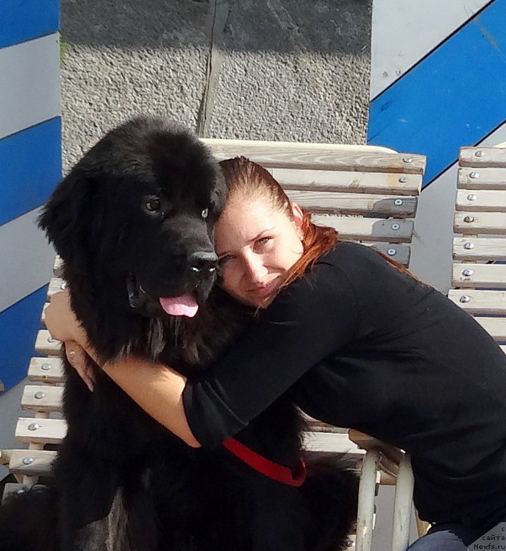 Фото: ньюфаундленд Черный Чанк с Берега Дона (Chernyj Chank s Berega Dona)