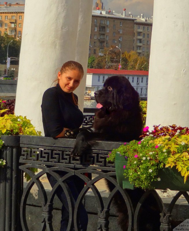 Фото: ньюфаундленд Черный Чанк с Берега Дона (Chernyj Chank s Berega Dona)