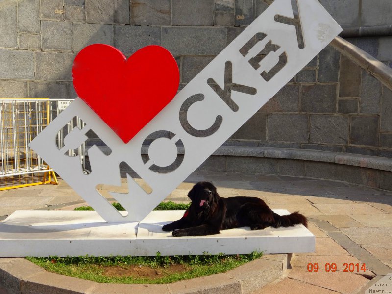 Фото: ньюфаундленд Черный Чанк с Берега Дона (Chernyj Chank s Berega Dona)