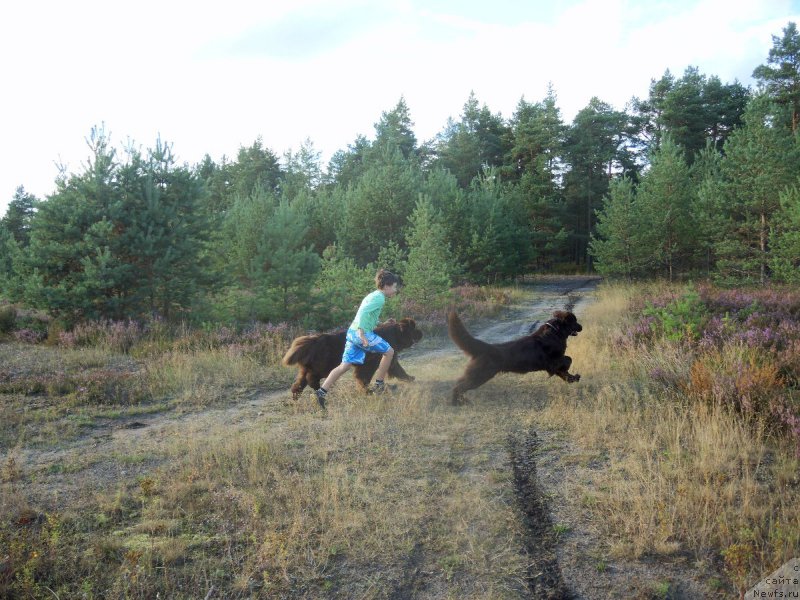 Фото: ньюфаундленд Акватория Келвин Хизер Хани (Aquatoriya Kelvin Heather Honey), ньюфаундленд Фанньюф Аурика Абиссиния