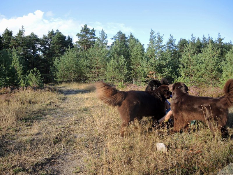 Фото: ньюфаундленд Акватория Келвин Хизер Хани (Aquatoriya Kelvin Heather Honey), ньюфаундленд Фанньюф Аурика Абиссиния, ньюфаундленд Дар Свезы Юнесса Корона Аустралис (Dar Svezy Unessa Korona Australis)