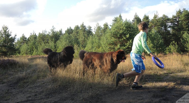 Фото: ньюфаундленд Дар Свезы Юнесса Корона Аустралис (Dar Svezy Unessa Korona Australis), ньюфаундленд Акватория Келвин Хизер Хани (Aquatoriya Kelvin Heather Honey)