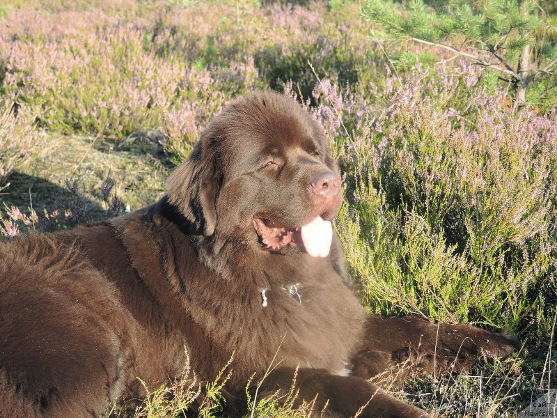 Фото: ньюфаундленд Акватория Келвин Хизер Хани (Aquatoriya Kelvin Heather Honey)