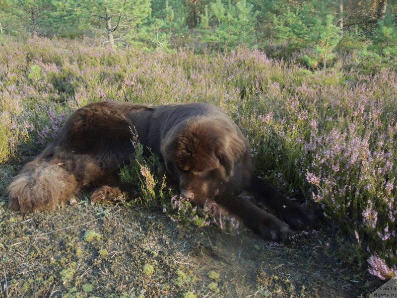 Фото: ньюфаундленд Акватория Келвин Хизер Хани (Aquatoriya Kelvin Heather Honey)