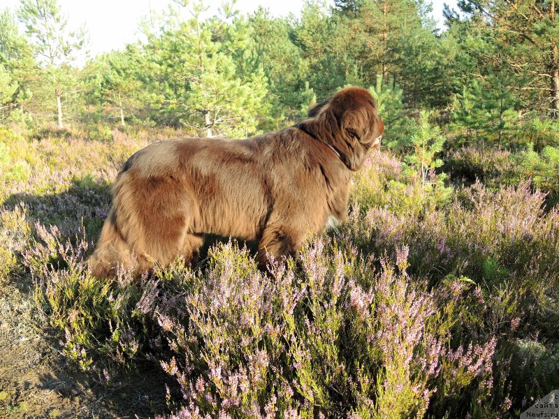 Фото: ньюфаундленд Акватория Келвин Хизер Хани (Aquatoriya Kelvin Heather Honey)