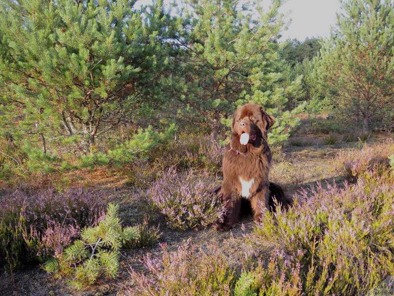 Фото: ньюфаундленд Акватория Келвин Хизер Хани (Aquatoriya Kelvin Heather Honey)