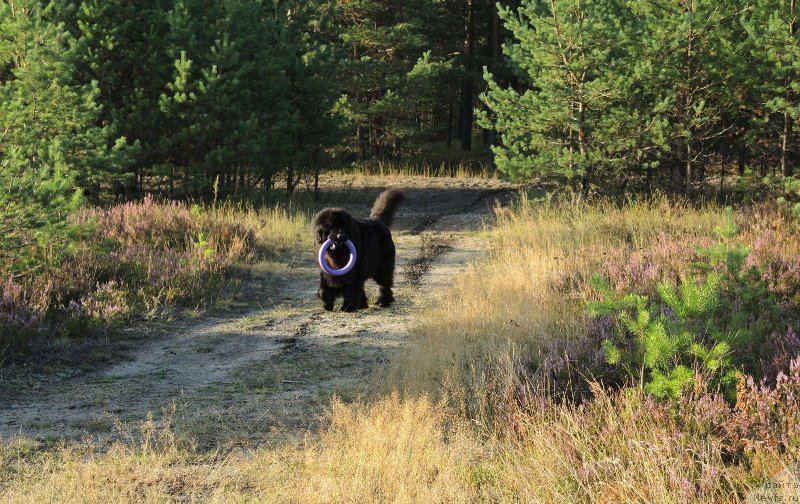 Фото: ньюфаундленд Дар Свезы Юнесса Корона Аустралис (Dar Svezy Unessa Korona Australis)