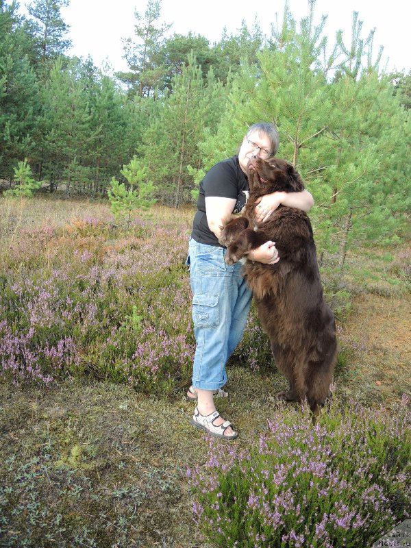 Фото: ньюфаундленд Акватория Келвин Хизер Хани (Aquatoriya Kelvin Heather Honey), Екатерина Бенкен