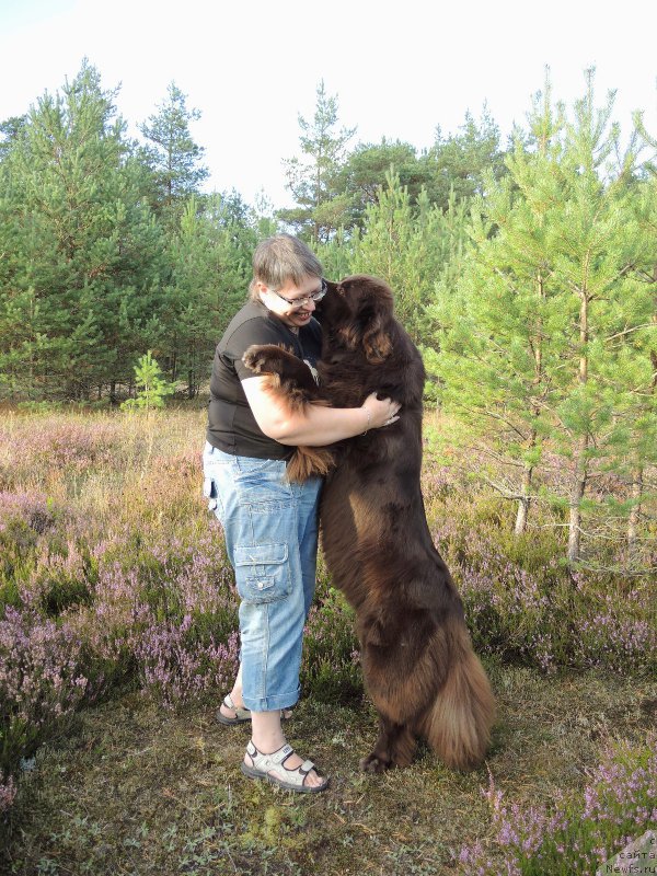 Фото: ньюфаундленд Акватория Келвин Хизер Хани (Aquatoriya Kelvin Heather Honey), Екатерина Бенкен