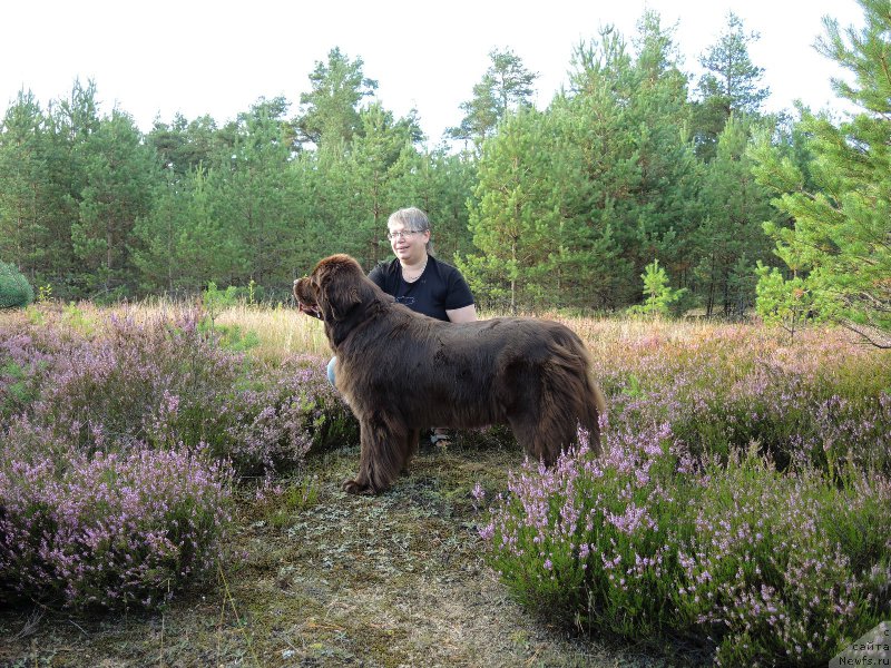 Фото: ньюфаундленд Акватория Келвин Хизер Хани (Aquatoriya Kelvin Heather Honey), Екатерина Бенкен
