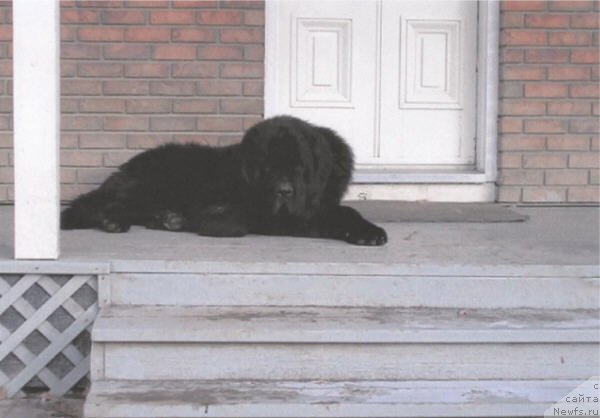 Фото: ньюфаундленд Topmast's Lucas