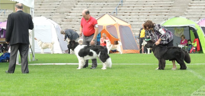 Фото: ньюфаундленд Флюфи Аваланч Принцесса, Newfound Treasure Divine Diamond