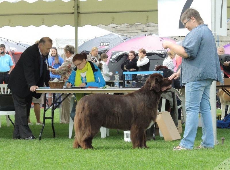 Фото: ньюфаундленд Акватория Келвин Хизер Хани (Aquatoriya Kelvin Heather Honey), Екатерина Бенкен