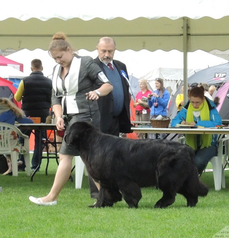 Фото: ньюфаундленд Bears Cove Latoya for Grandbear Wow, Вера Андронова