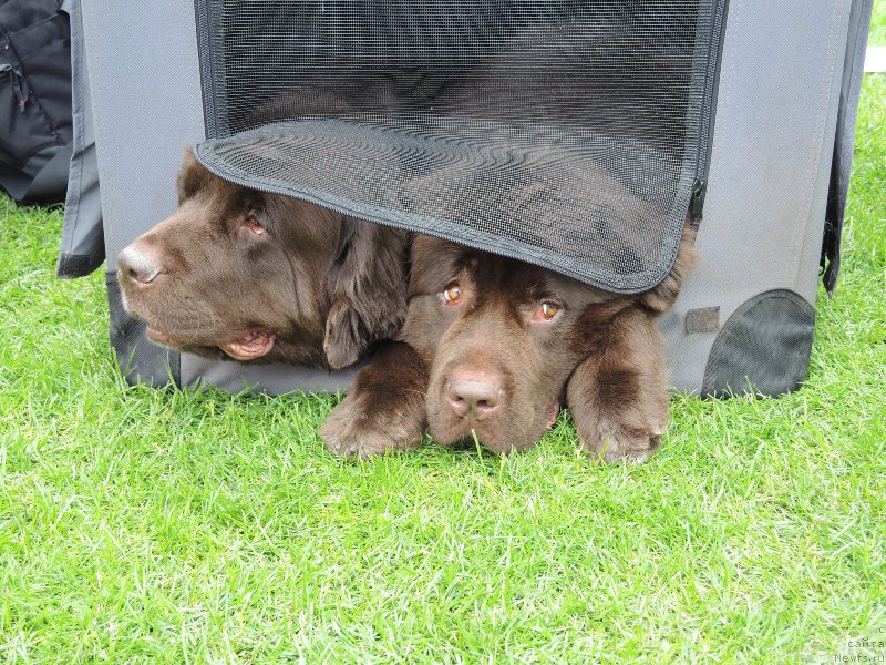 Фото: ньюфаундленд Фанньюф Аурика Абиссиния, ньюфаундленд Акватория Келвин Хизер Хани (Aquatoriya Kelvin Heather Honey)